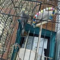 عروس هلندی|پرنده|محمدشهر, محمدشهر|دیوار