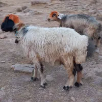 میش آبستن|حیوانات مزرعه|مسجد سلیمان, |دیوار