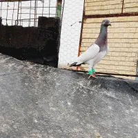 یهودی بادمجونی نر