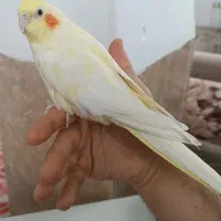 عروس هلندی لوتینو