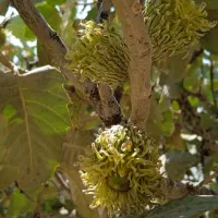 فیش حج تمتع ۱۳۸۶