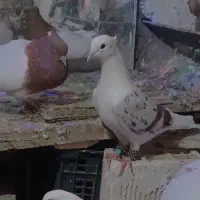 چندتا کبوتر پلنگ
