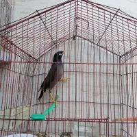 مینا وعروس هلندی سرحال