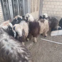 بره نر چاق|حیوانات مزرعه|گتوند, |دیوار