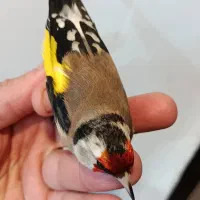 سهره|پرنده|بندر ماهشهر, |دیوار