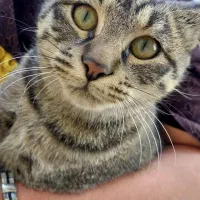 گربه نژاد دی اس اچ