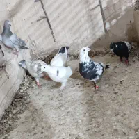 کفتر گرفتنی|پرنده|کاشمر, |دیوار