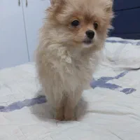 سگ پامرین روباهی