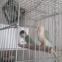 گرنچیک مولد