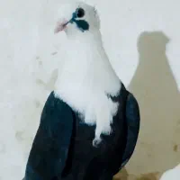 کله سفید کلاهی|پرنده|بم, |دیوار