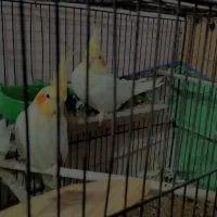 عروس هلندی