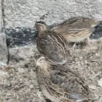 بلدرچین ماده تخمگذار،نیمچه بوقلمون