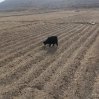 بز غاله بره میش|حیوانات مزرعه|داران, |دیوار