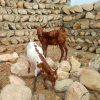 فروش کهره گوشتی