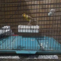 قناری نر سبز کشیده (دورگه سبز علیخانی)|پرنده|تهران, زرگنده|دیوار