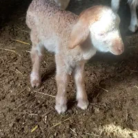 بره با کوسفند|حیوانات مزرعه|مشگین شهر, |دیوار