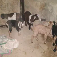 قیمت جفتی ۱۹۰۰۰۰۰۰۰۰