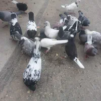 کبوتر رنگی یکجا فروش