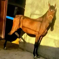 اسب|اسب و تجهیزات اسب‌سواری|شهرکرد, |دیوار