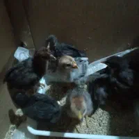 مرغ