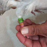 کبوتر|حیوانات|اهواز, کوی طلاب|دیوار