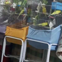 مرغ عشق جوجه تا مولد