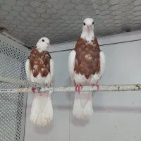 کبوترجوجه طوقی دم سفید پاک یک پر کنار