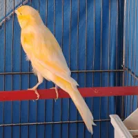 قناری نر بخون درشت و جوان