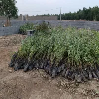 نهال اکلاپتوس تنه قرمز زود رس|گل و گیاه طبیعی|شوش, |دیوار