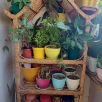 شلف حصیری|کتابخانه، شلف، قفسه‌های دیواری|رشت, کوی بیانی|دیوار