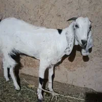 گوسفند فروشی