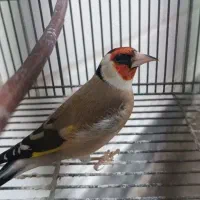 سهره سرسیاه استان فارسی دهن قشنگ