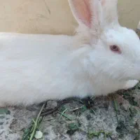 بچه خرگوش یه ساله