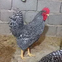 مرغ و خروس پلیموت راک اصل (آمروک آمریکایی)