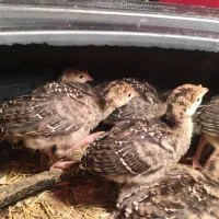 لاری وایام سمانی وجوجه