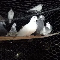 کفتر پرشی|پرنده|خرمدره, |دیوار