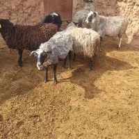 فروش میش رومانوف|حیوانات مزرعه|تربت‌حیدریه, ۴۵ متری|دیوار