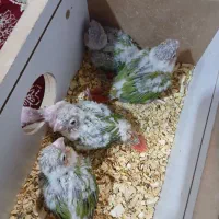 گرینچیک آناناسی دوبل رد