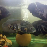 ماهی|ماهی|مشهد, همت آباد|دیوار