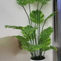 گیاه برگ انجیری، مصنوعی قیمت 1900