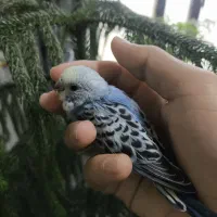 مرغ عشق|پرنده|جم, |دیوار