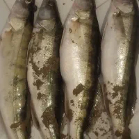 ماهی تازه سوف صید شده