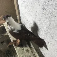 الابوغاز ککیلی