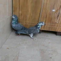 ی جفت نرماد و ی نر تک پرشی|پرنده|اصفهان, دهنو|دیوار