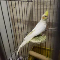 عروس هلندی رام چلوندنی