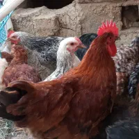 8عدد خروس5/5ماهه