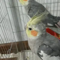 یه جفت‌عروس هلندی