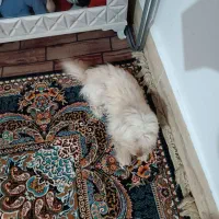 سلام پاپی خوشگل