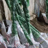 تولید و ارائه نهال انار ساوه پادشاه انارهای ایران|خدمات باغبانی و درختکاری|ورزقان, |دیوار