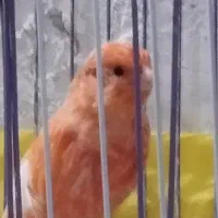 قناری مست خون پنج عدد مست شبانه روزی